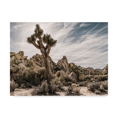 Rachel Perry 'Views Of Joshua Tree Viii' Canvas Art,18x24